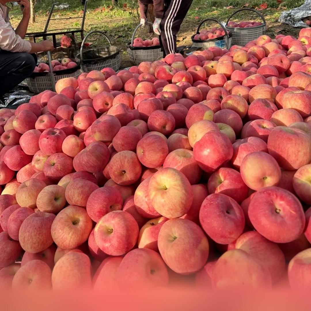 陕西延安洛川红富士苹果