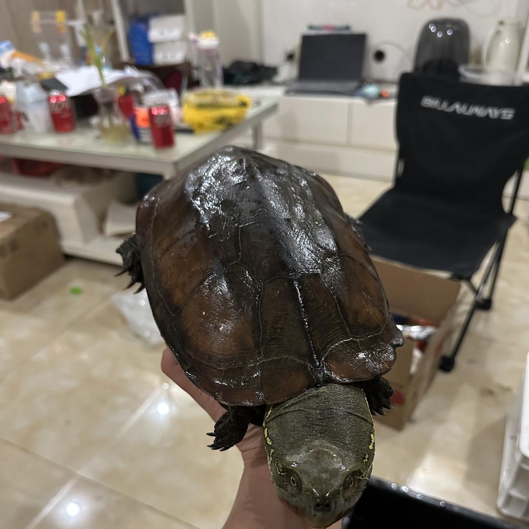 鱼道宠物精品草龟（卖龟的瓜）