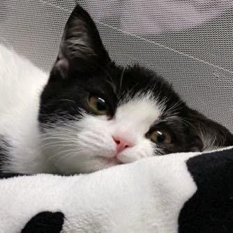 一摊猫猫