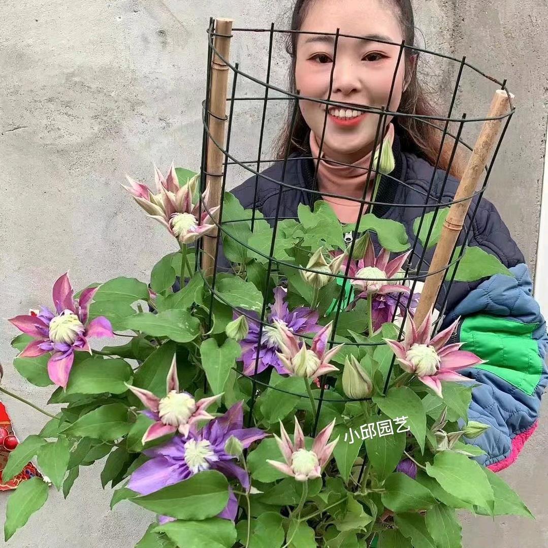 小邱园艺