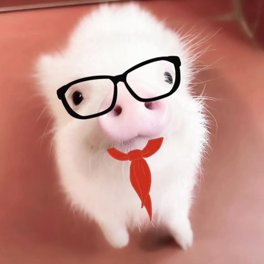 小猪坚强。