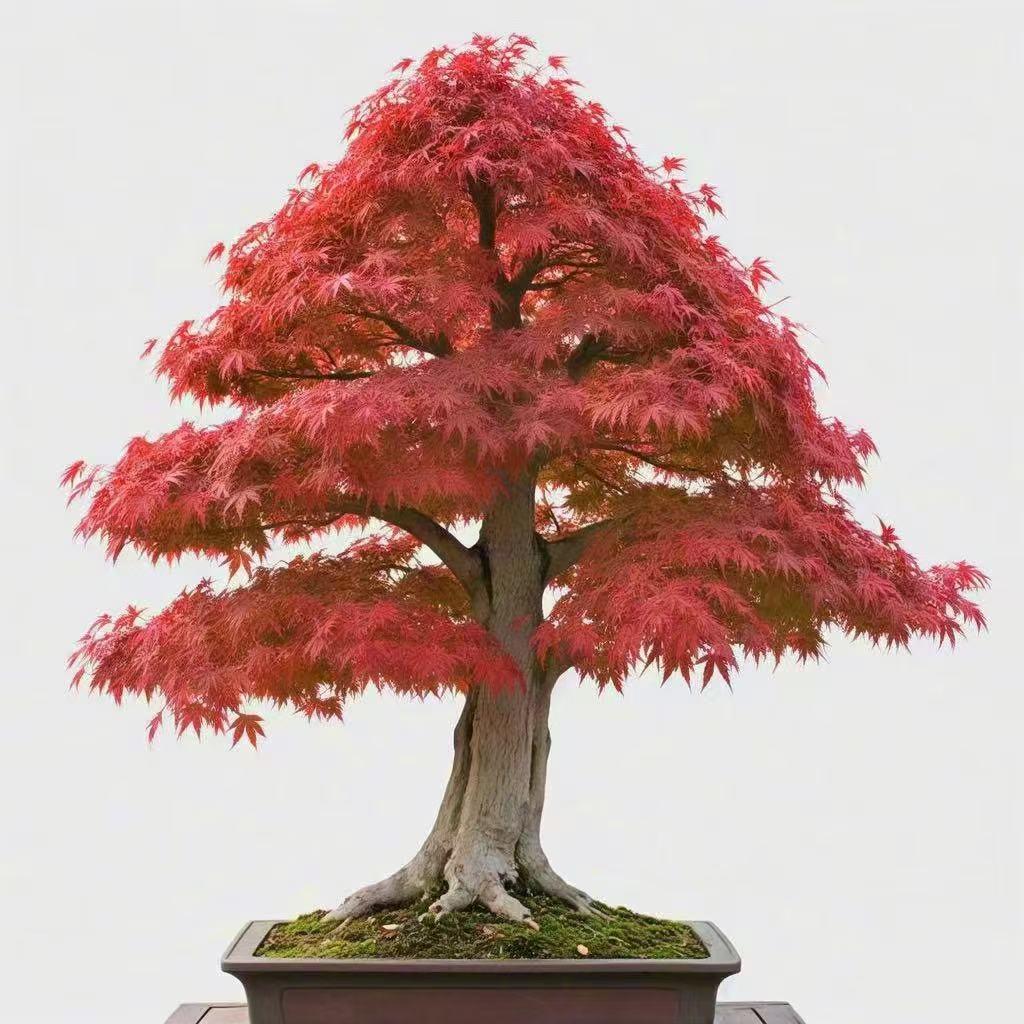 枫树盆景-汇农天下