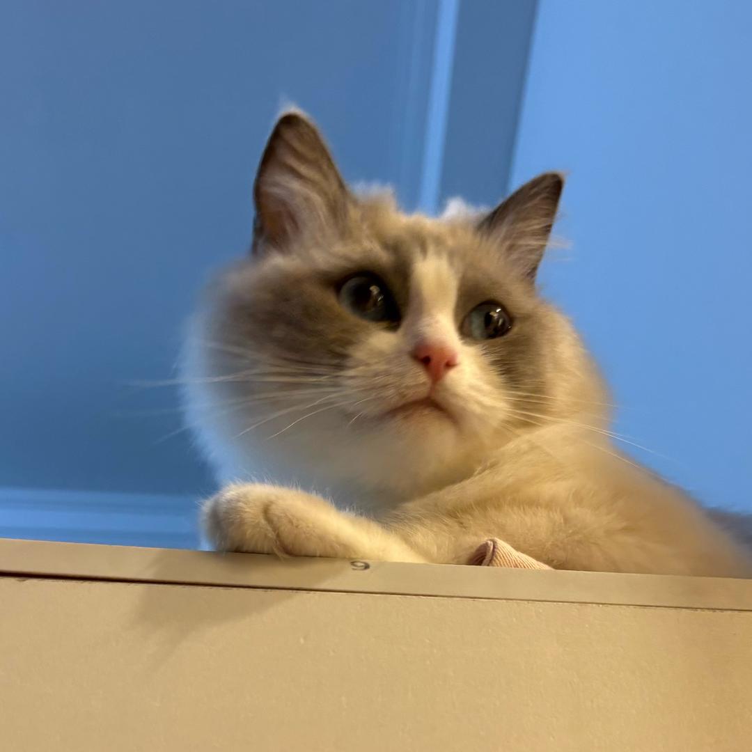 小猫不喵猫