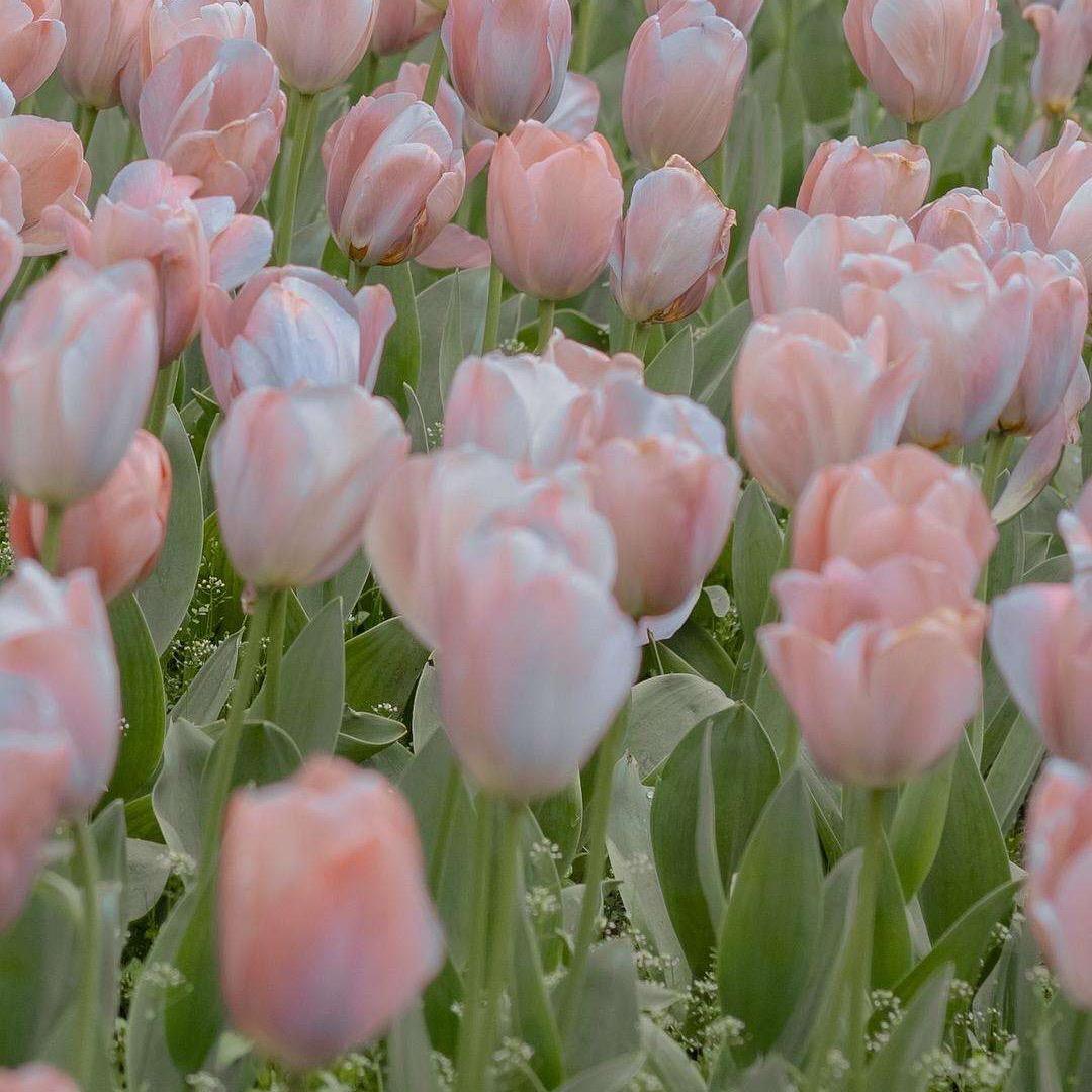 花火