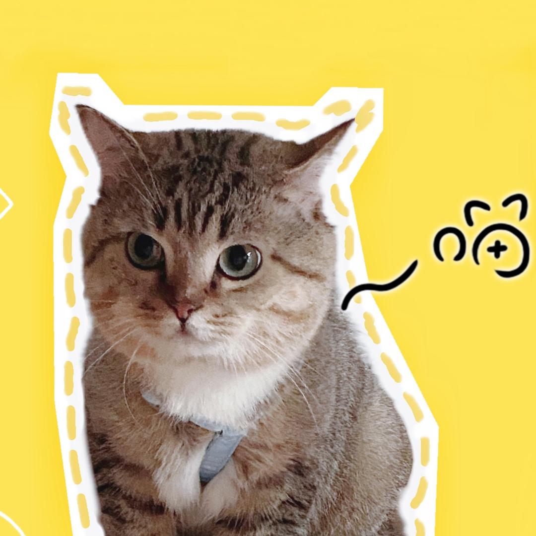 汤圆小猪咪🐱