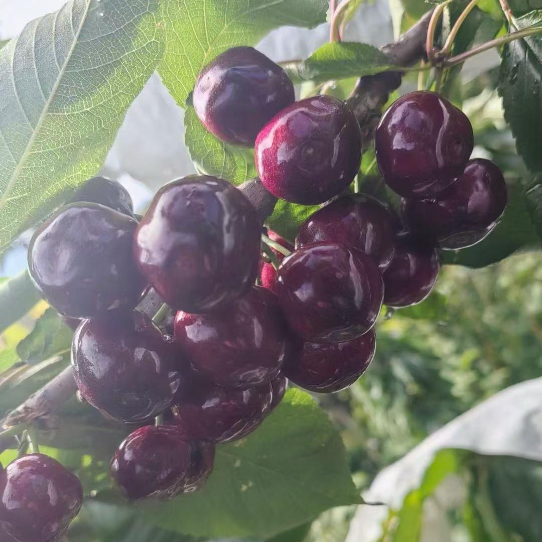 汉源车厘子🍒🍒