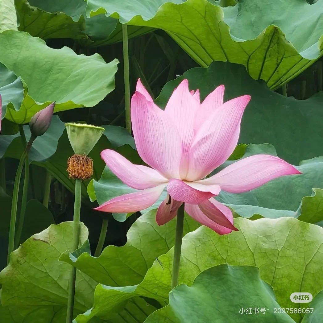好运莲莲