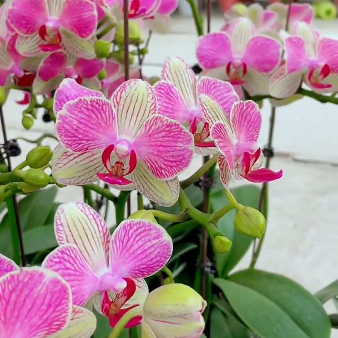 芊芊园艺