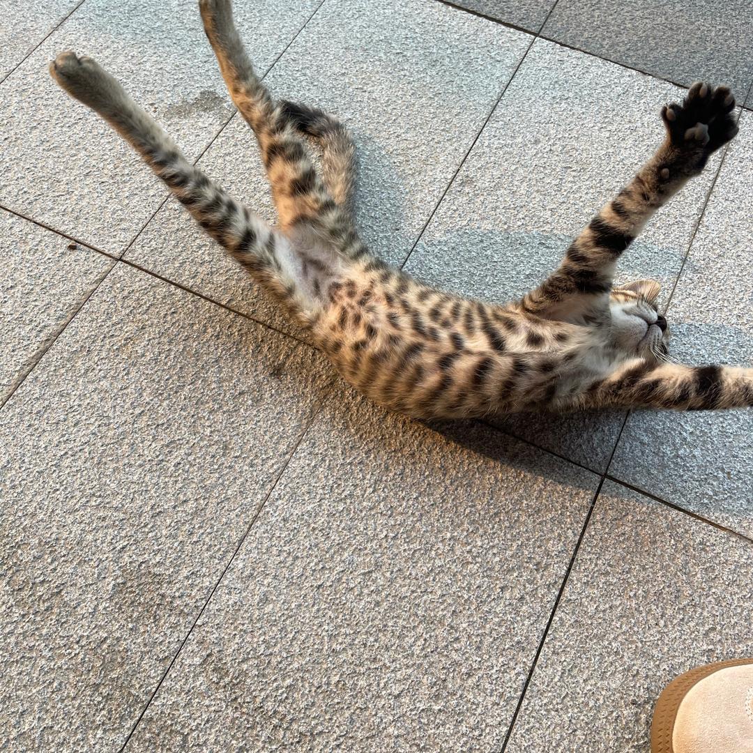 碳水脑袋😉