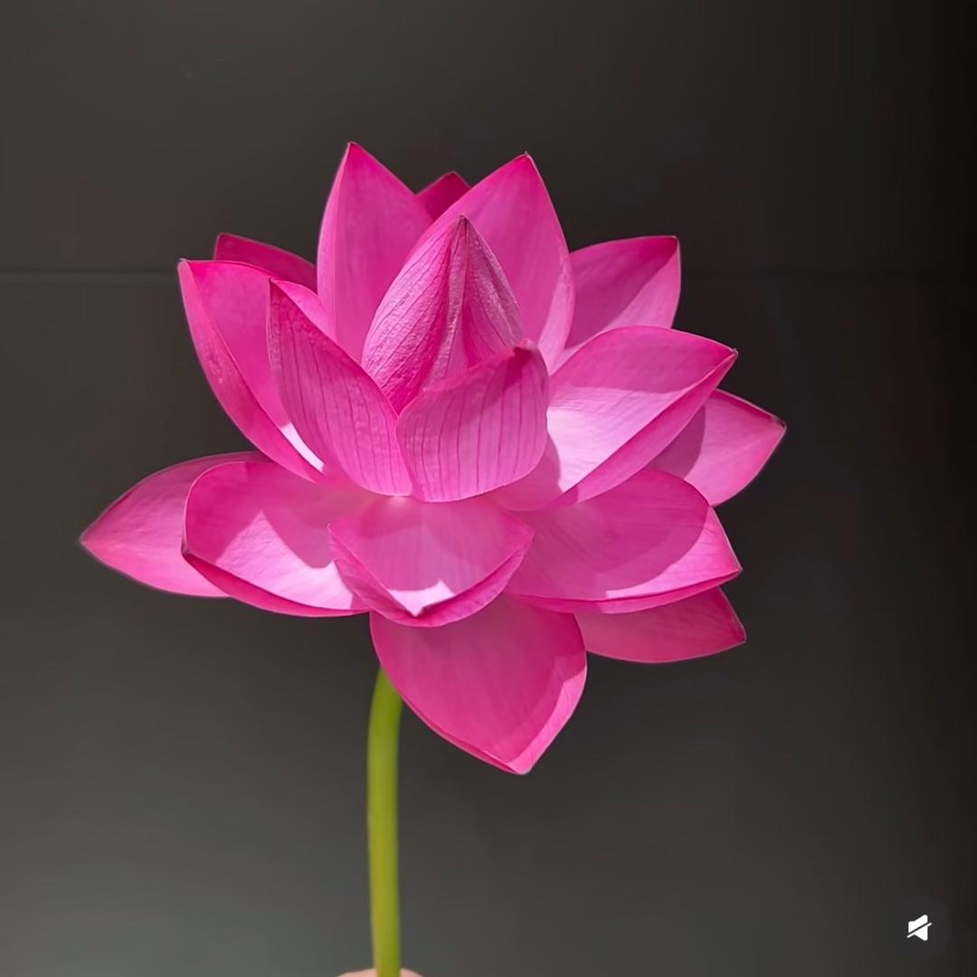 🌈小肉包🐈🍓💖