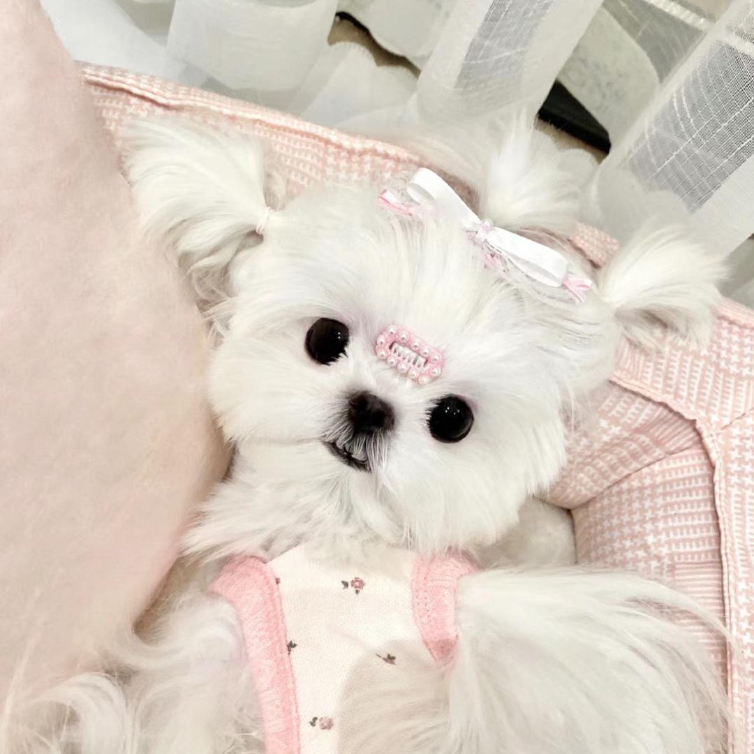 宫廷侦探病房天使头像