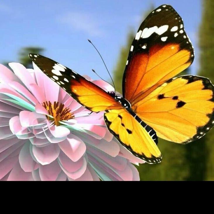 蝴蝶飞飞🦋凯旋而归🌻