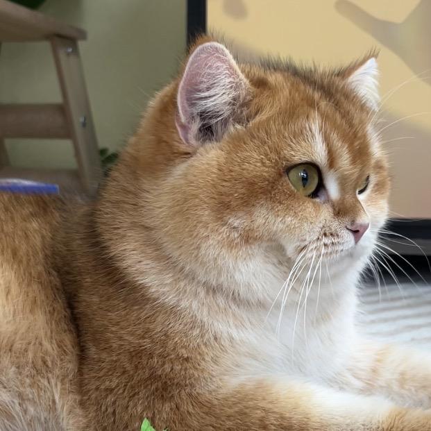 大黄是只大脸猫