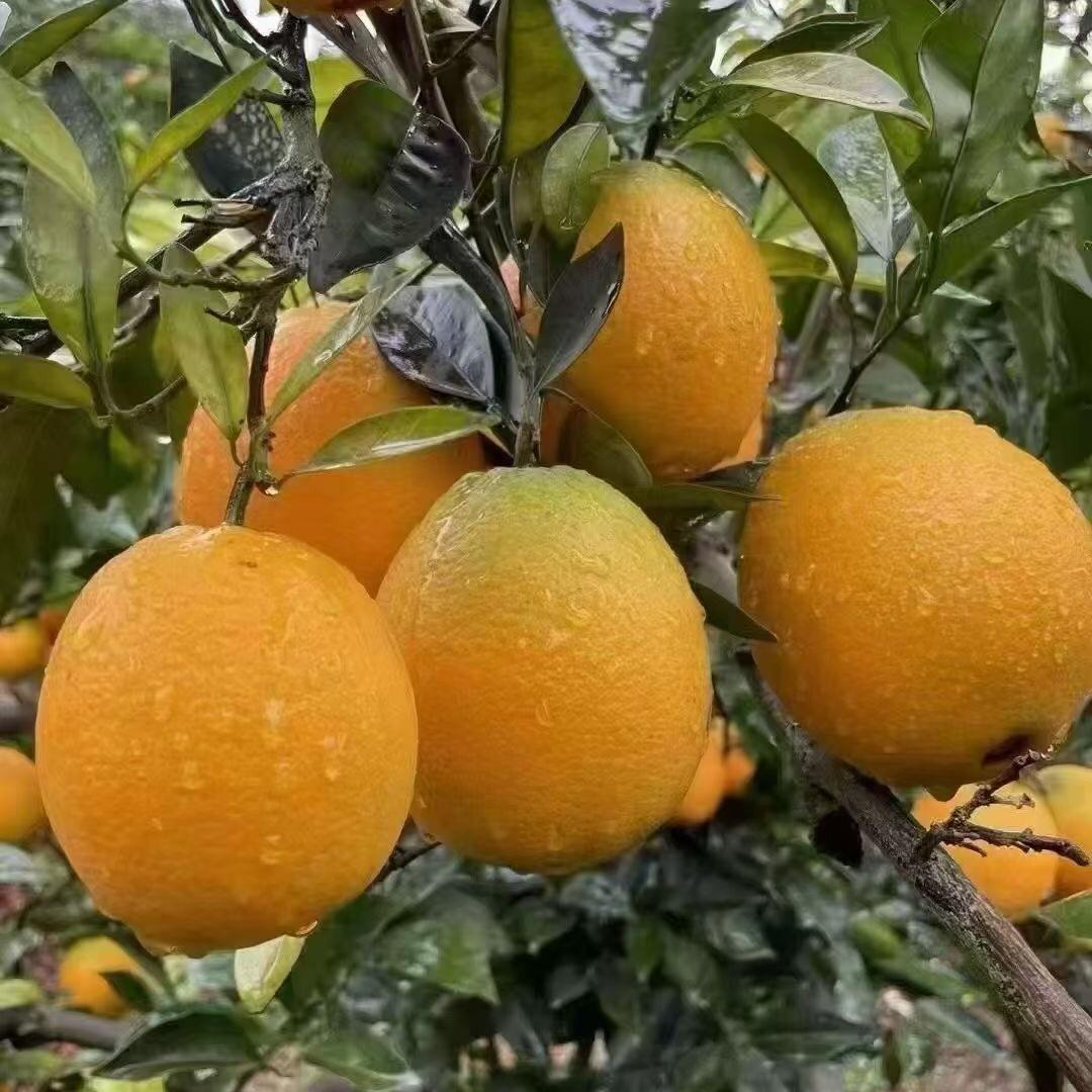 好好吃的赣南脐橙