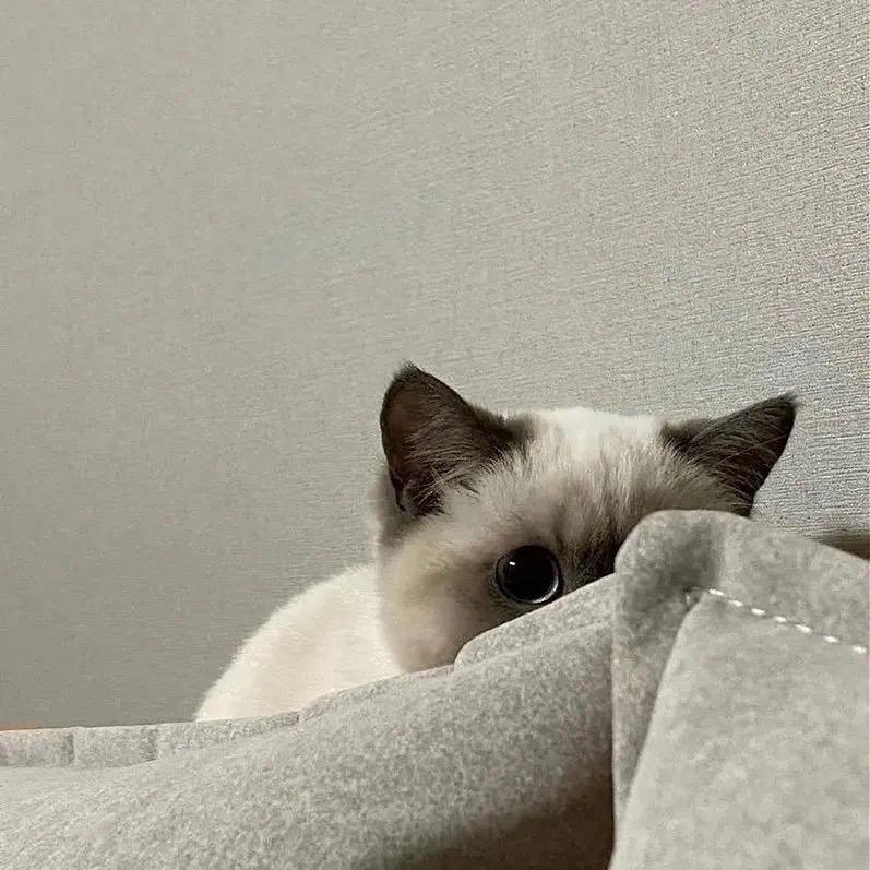 猛踹瘸子那条好腿