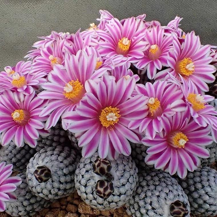 禧花匠园艺仙人球