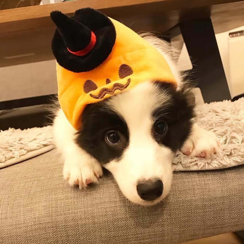 小迪ovo