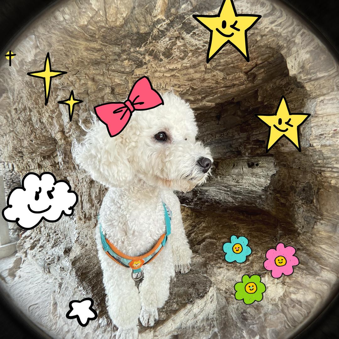 这不是小球球嘛