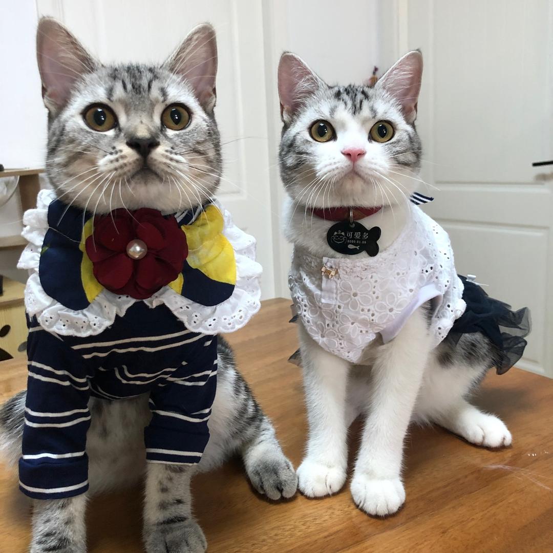可爱多是只猫