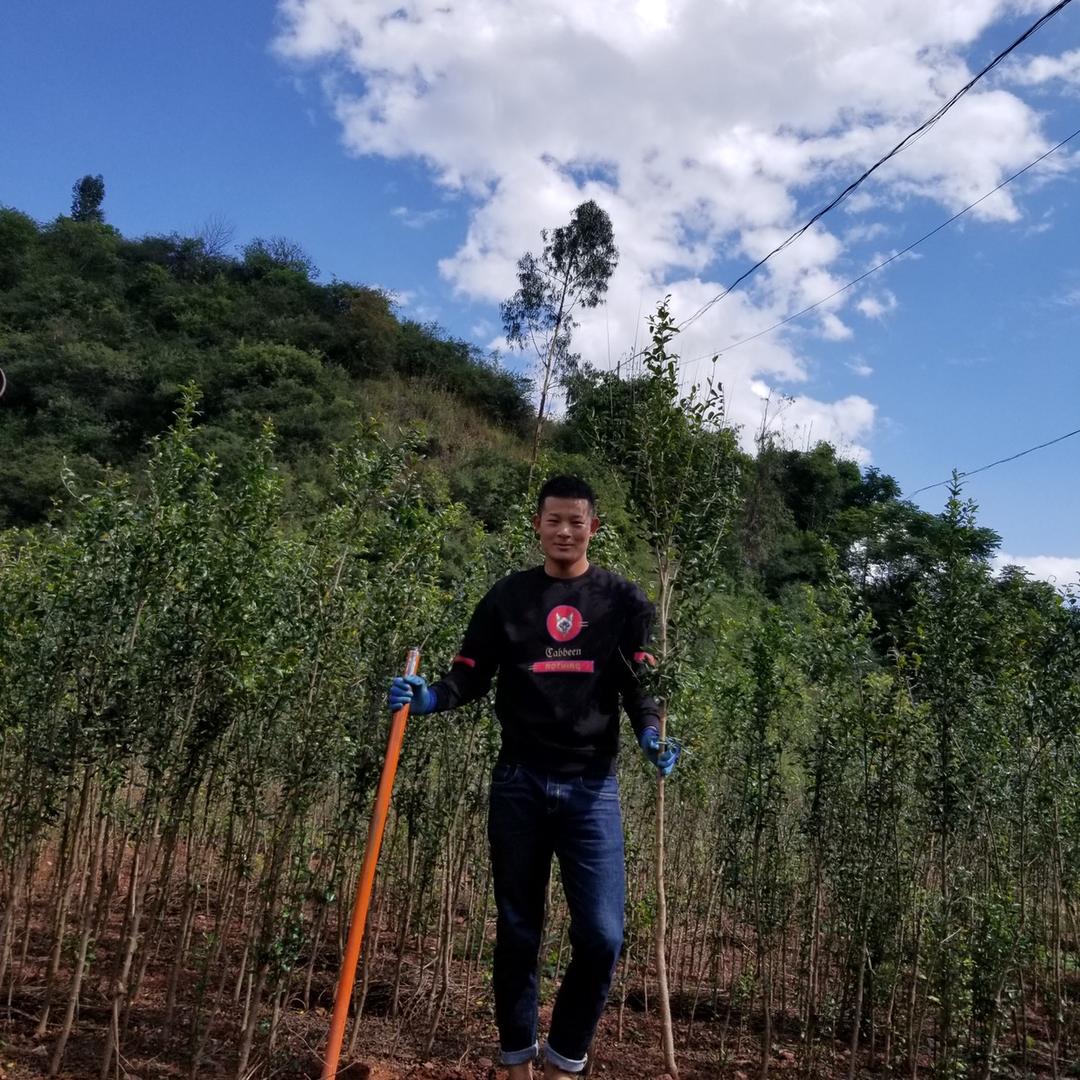 种颗石榴吃石榴