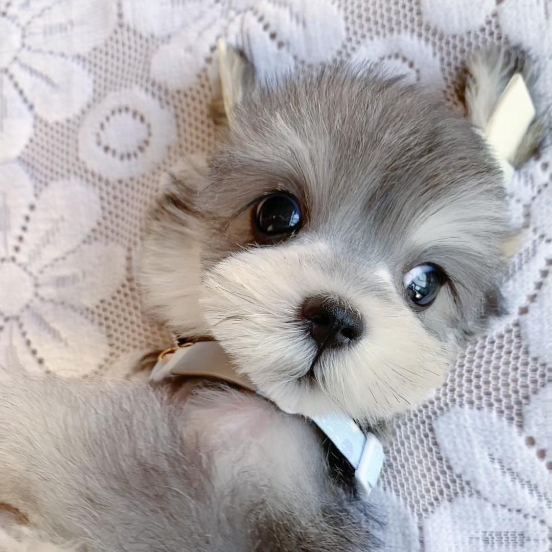 年糕是只雪纳瑞吖💞