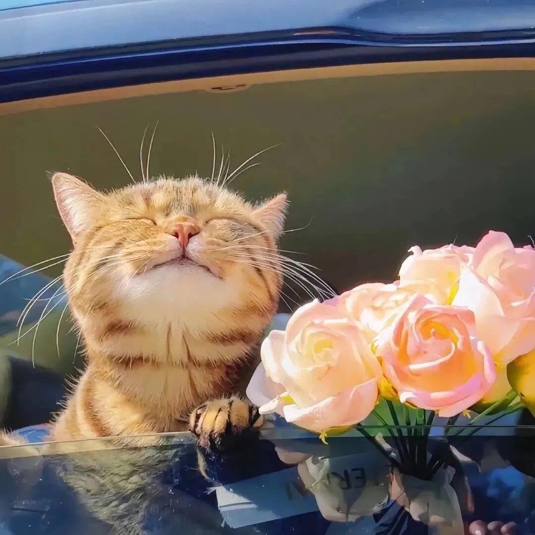 啊呜🐯