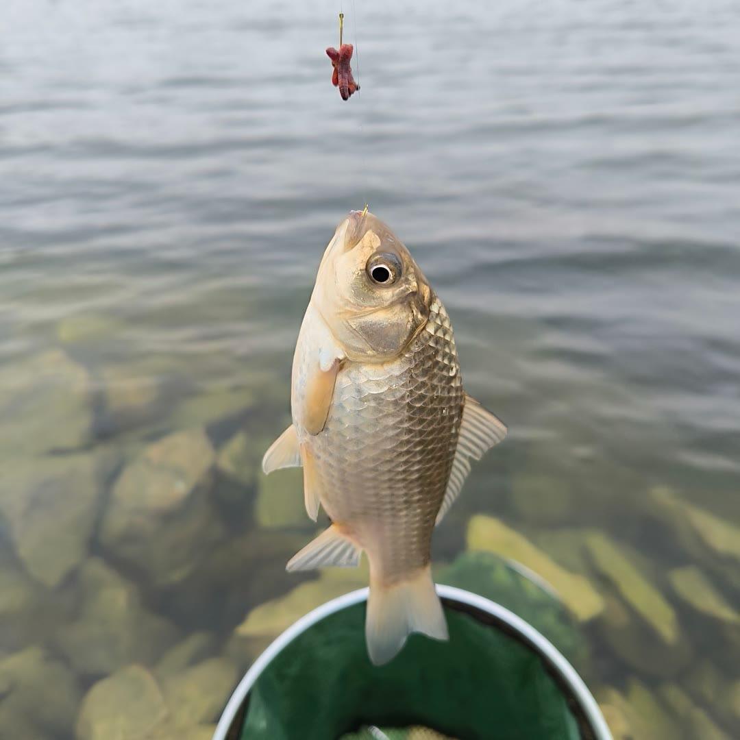 渔乐乐爱钓鱼🎣