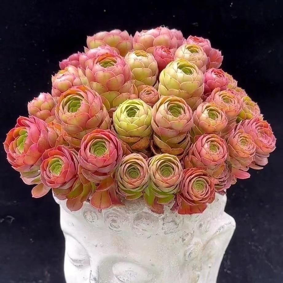 小心心多肉法师园艺