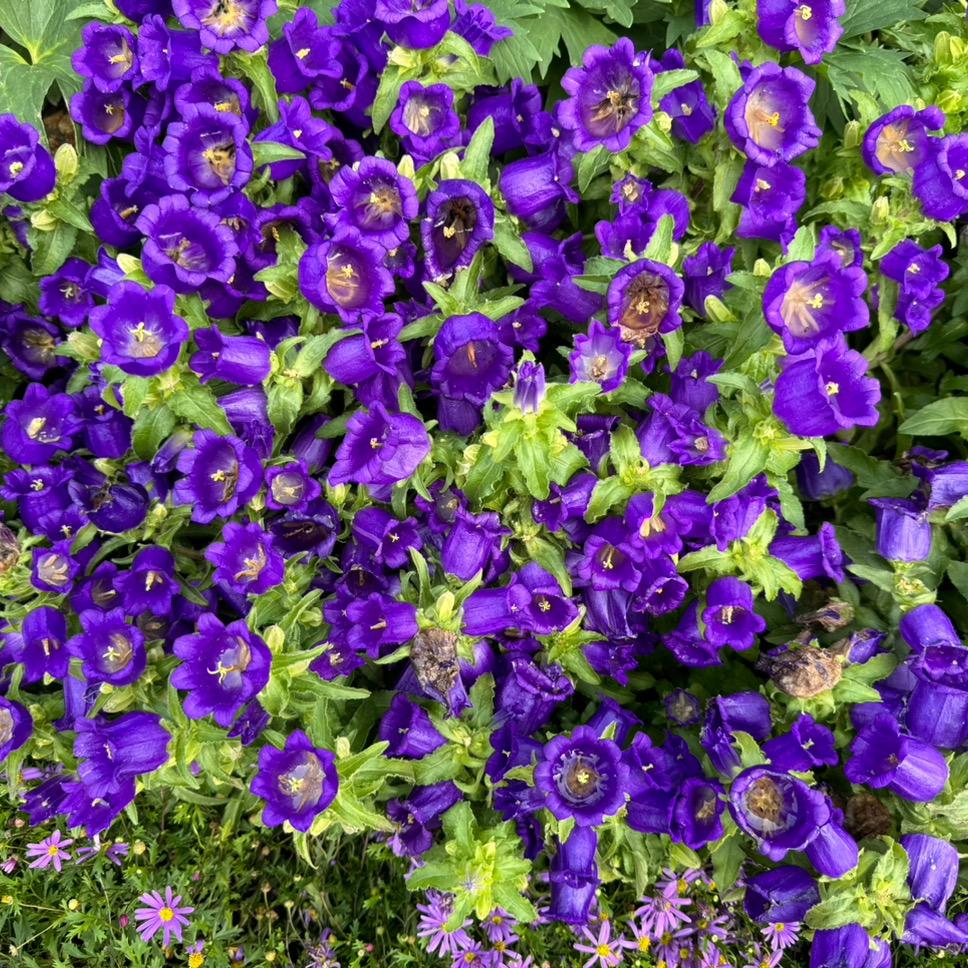 中國🇭🇰🇨🇳香港妃姐 拒绝私聊