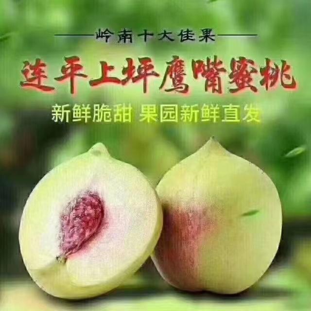 连平上坪鹰嘴桃基地