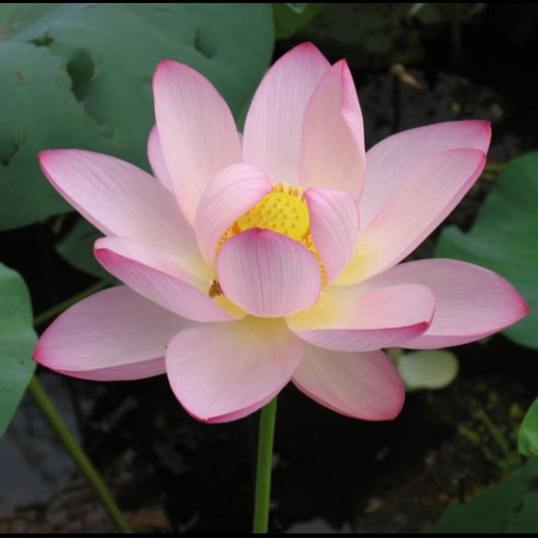 花开富贵886