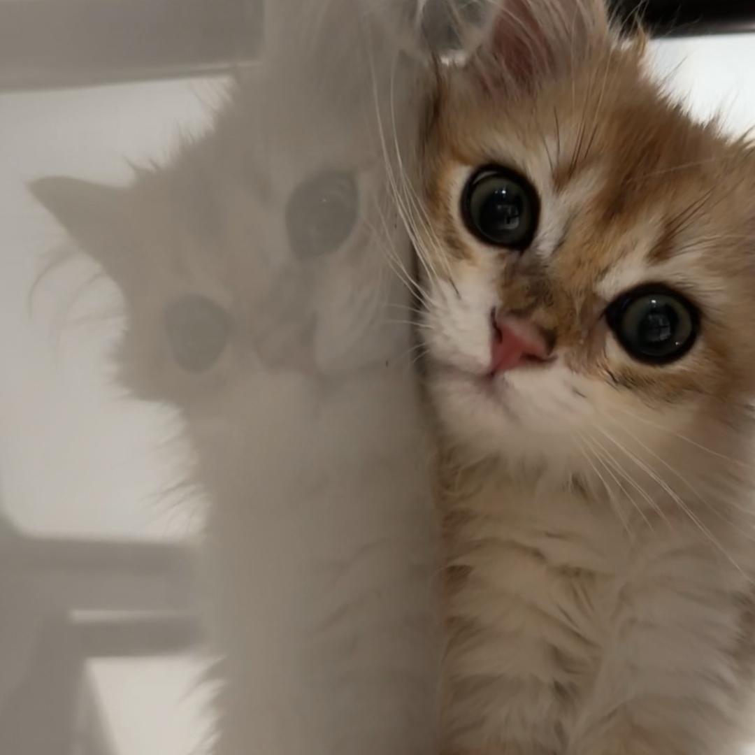 家有三只猫🐱