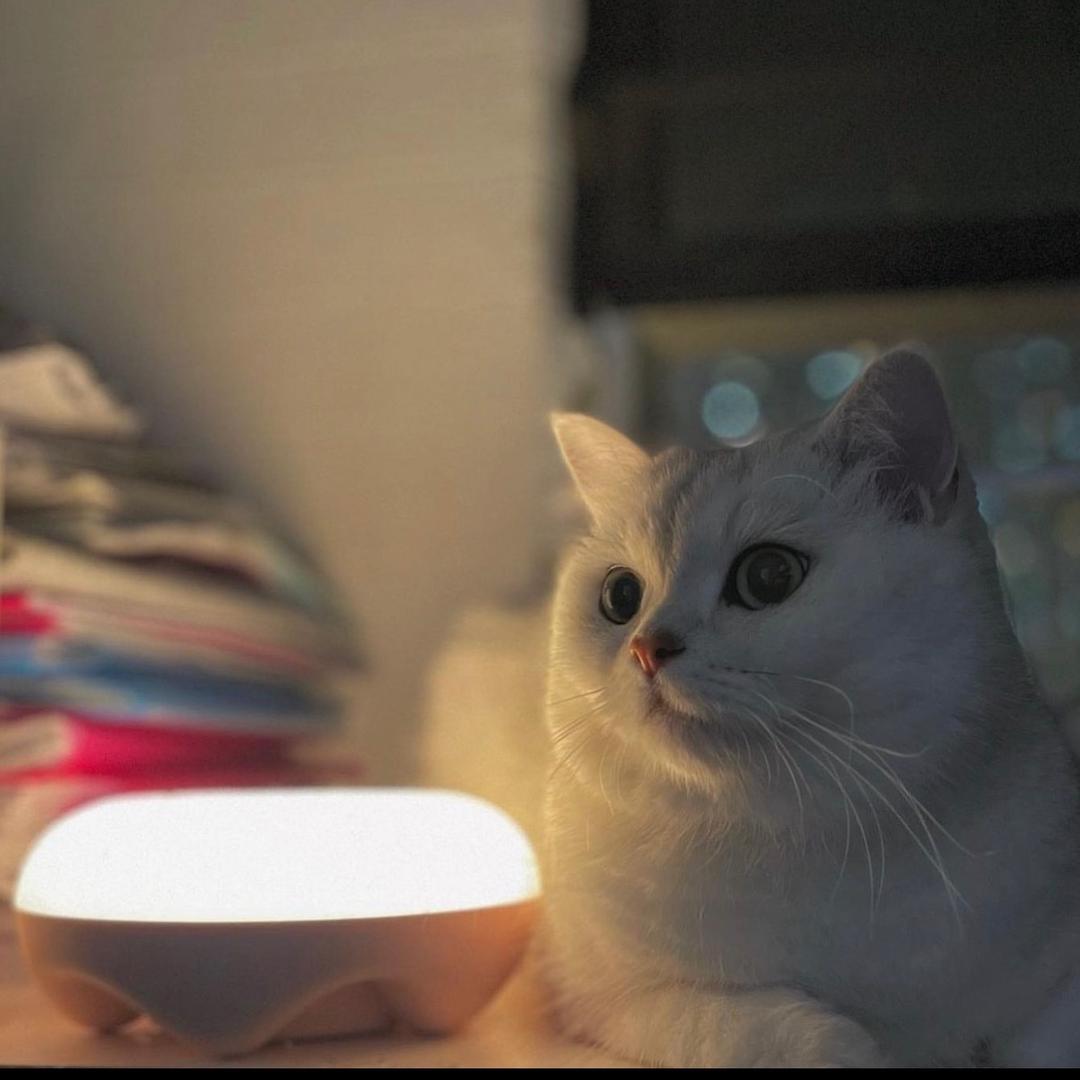 黑糖珍珠鮮奶茶（難喝）