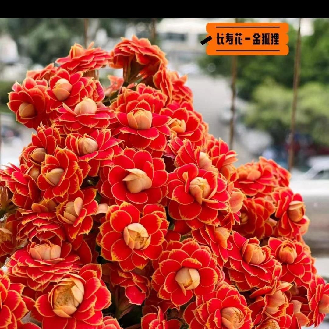 隔壁老齐的花棚(企业店)