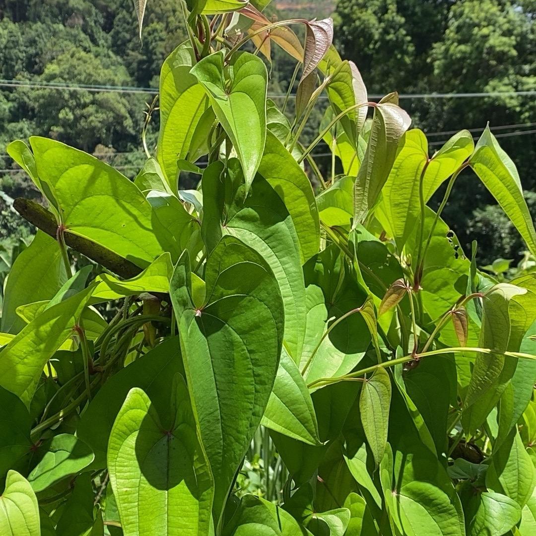 兄弟山货