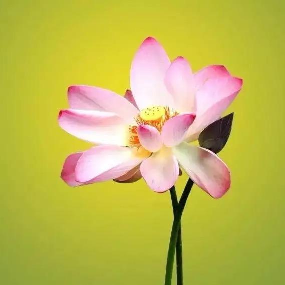 @爱生活 爱自己