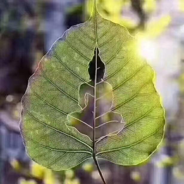 普岷