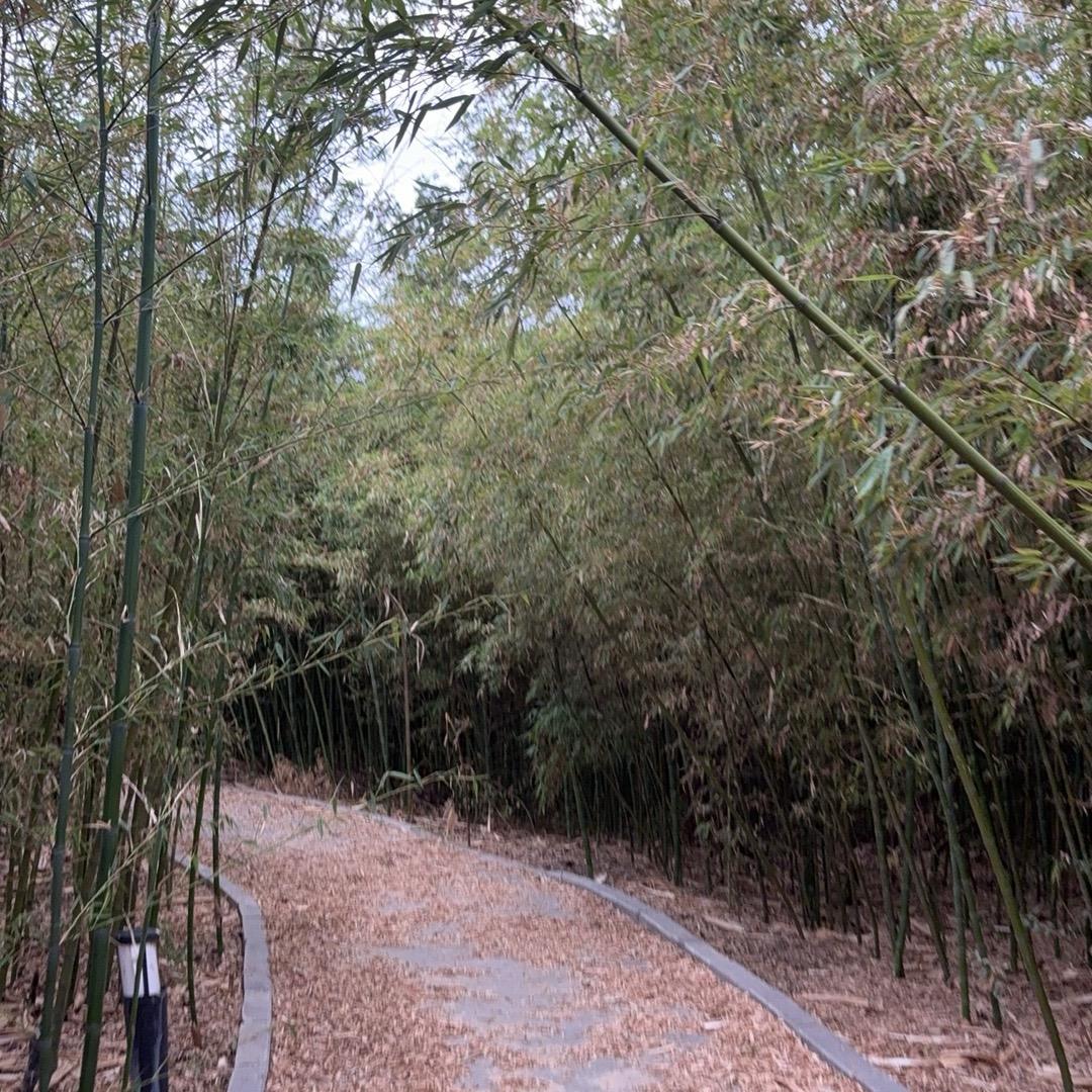 张小莉