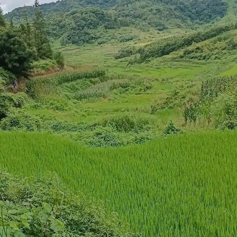 欢妹子