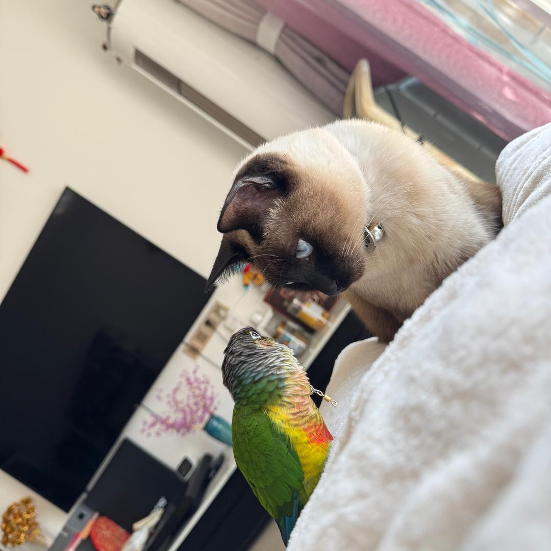 家有猛兽好几只