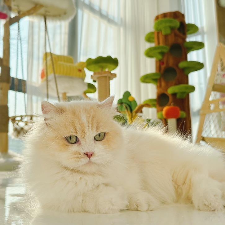 广州智君超播宠物严选店