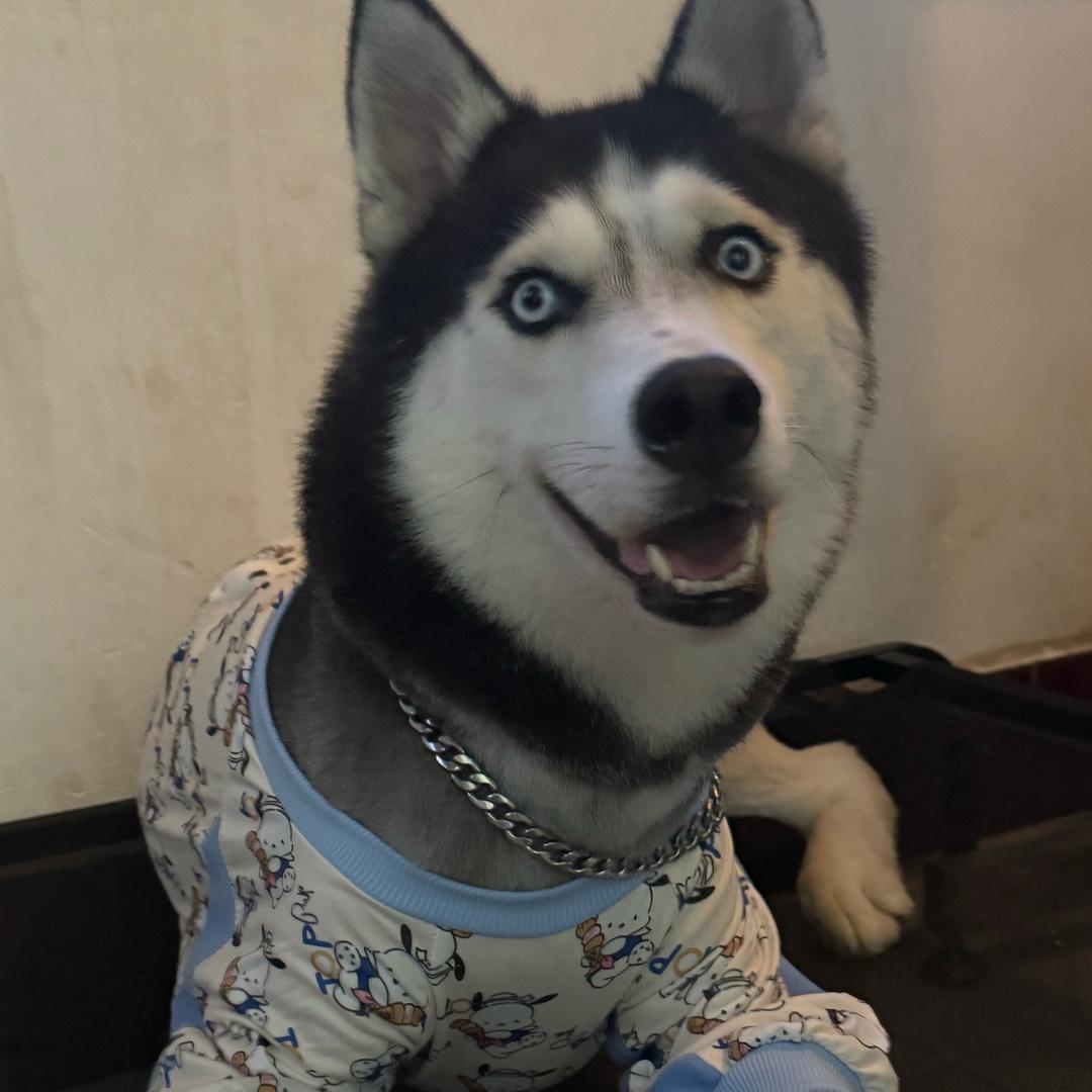 可乐是只哈士奇🐶