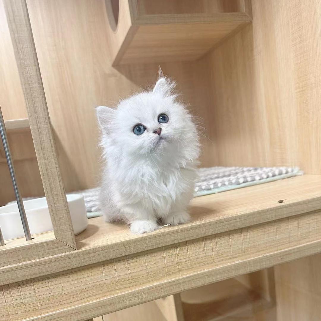 小小汪