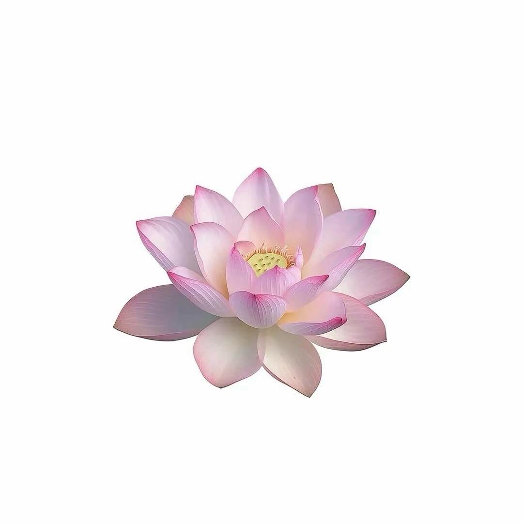 花开的时候你就来看我