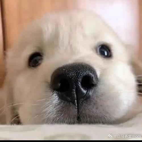 自己家犬舍