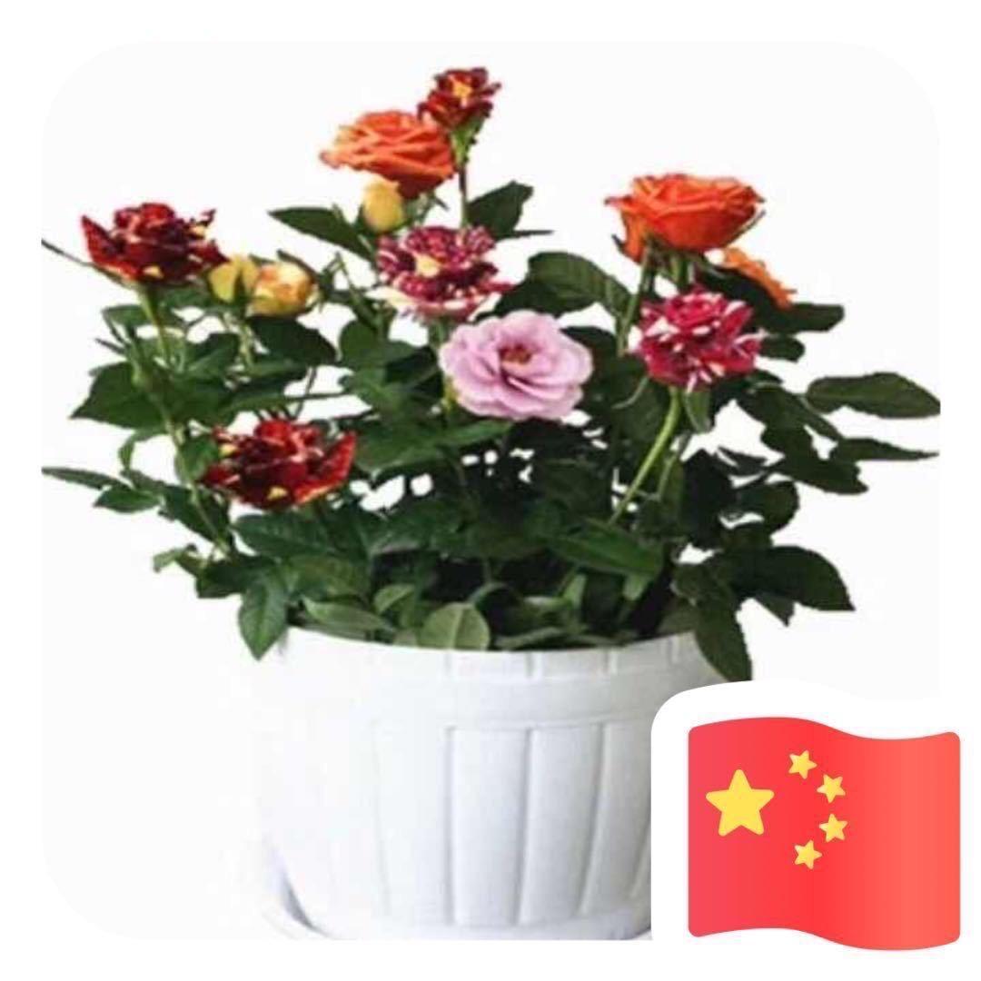 二锅头加可乐爽