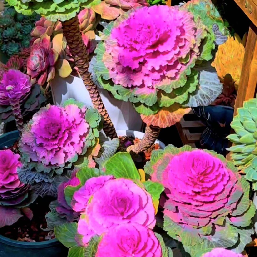 川川哥羽衣甘蓝