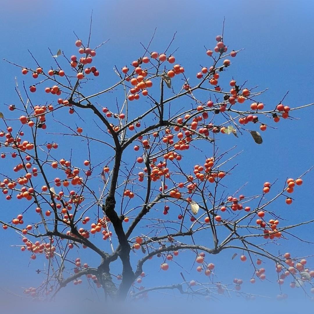 🐉知行自乐🐦‍🔥