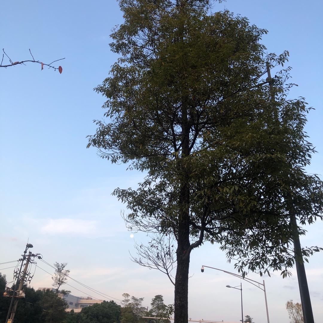 烟味散在了风雨里