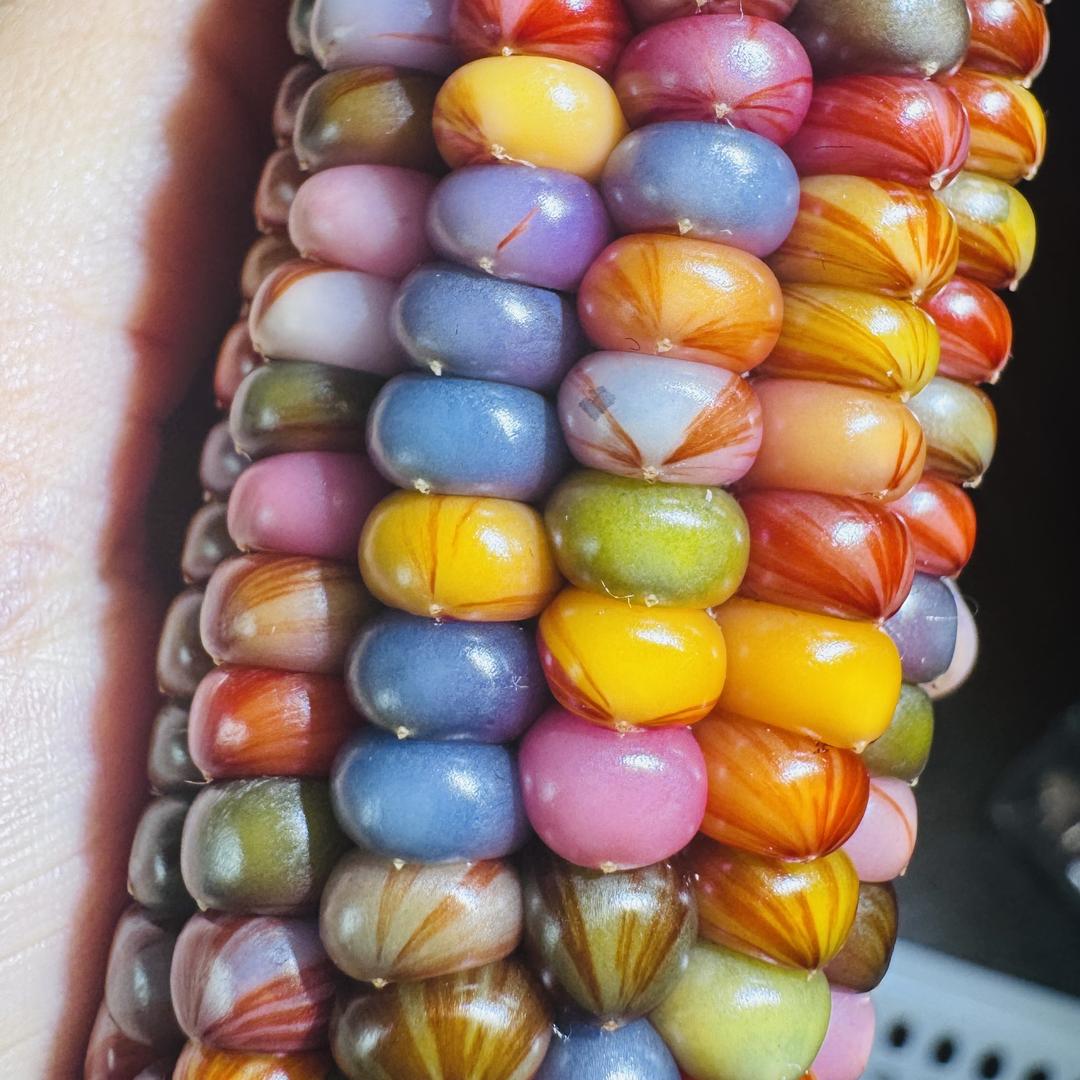七粒小玉米穗